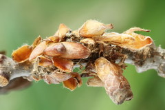 Comibaena bajularia