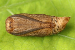 Comibaena bajularia