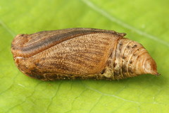 Comibaena bajularia