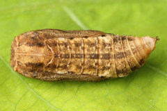 Comibaena bajularia