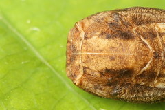 Comibaena bajularia
