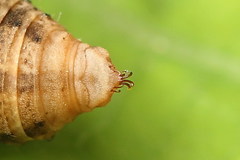 Comibaena bajularia