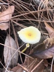 Leucocoprinus fragilissimus image