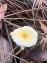 Leucocoprinus fragilissimus image