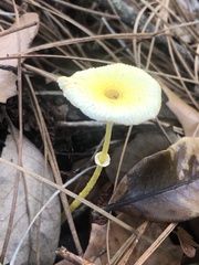 Leucocoprinus fragilissimus image