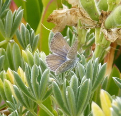 Icaricia icarioides parapheres