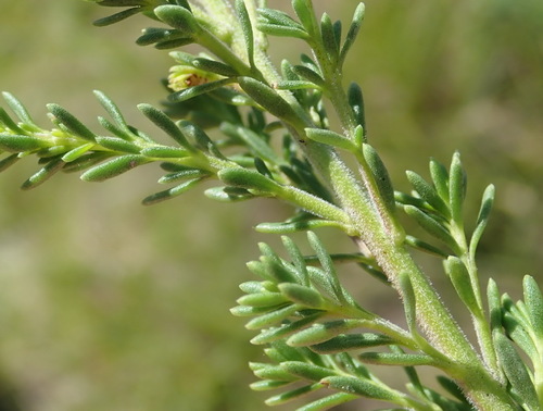 Image of Selago burchellii by (c) Nicola van Berkel, some rights reserved (CC BY-SA)