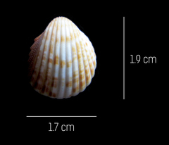 Trachycardium procerum