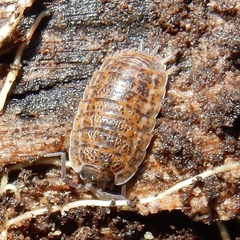 Trachelipus rathkii