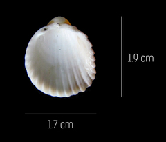 Trachycardium procerum