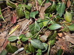 Euonymus fortunei