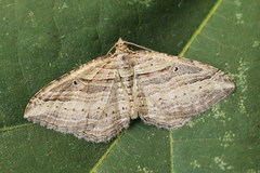 Costaconvexa polygrammata