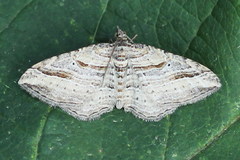 Costaconvexa polygrammata