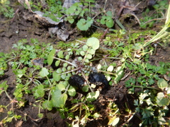 Cardamine hirsuta