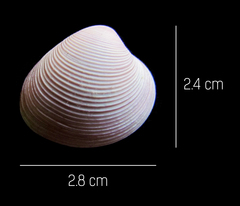 Lamelliconcha vinacea