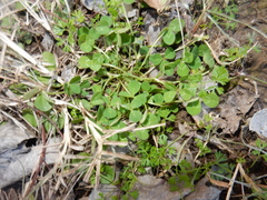 Trifolium repens