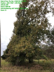 Quercus texana