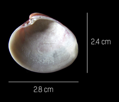 Lamelliconcha vinacea