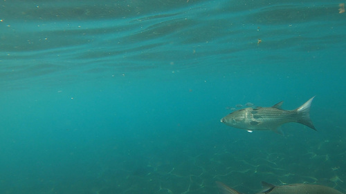 Thicklip grey mullet (Chelon labrosus) — Mugilidae — 4