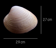 Lamelliconcha vinacea