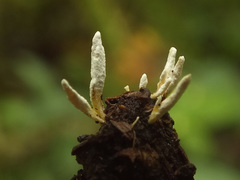 Cordyceps farinosa