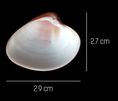 Lamelliconcha vinacea