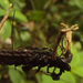 Cordyceps entomorrhiza - Photo (c) Иван Матершев, some rights reserved (CC BY-NC), uploaded by Иван Матершев