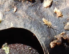 Collembola