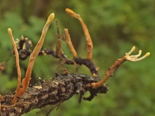 Ophiocordyceps entomorrhiza image