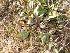 Angiospermae
