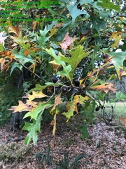 Quercus texana