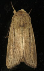 Leucania phragmitidicola