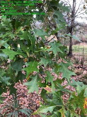 Quercus texana