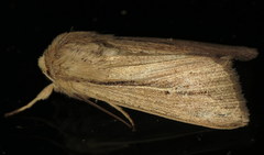 Leucania phragmitidicola