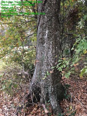Quercus texana