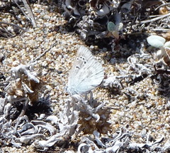 Icaricia icarioides parapheres