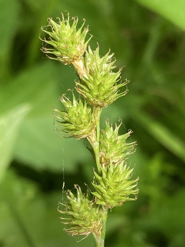 Carex normalis Mack.
