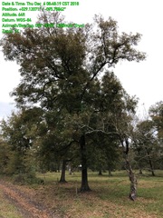 Quercus texana