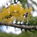 Subalpine Larch - Photo (c) J Brew, some rights reserved (CC BY-NC-SA), uploaded by John Brew