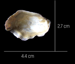Ostreoidea