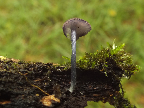 Blauschuppiger Rötling