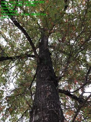 Quercus texana
