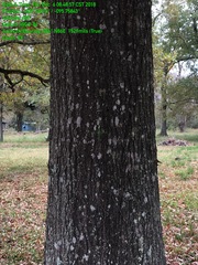 Quercus texana