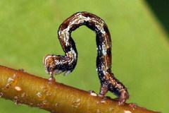 Cyclophora albipunctata