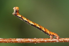 Cyclophora albipunctata