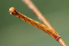 Cyclophora albipunctata