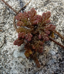 Azolla caroliniana