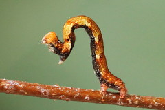 Cyclophora albipunctata