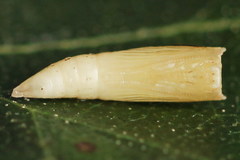 Cyclophora albipunctata