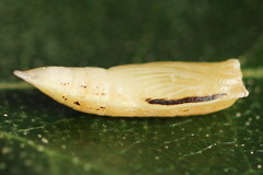 Cyclophora albipunctata